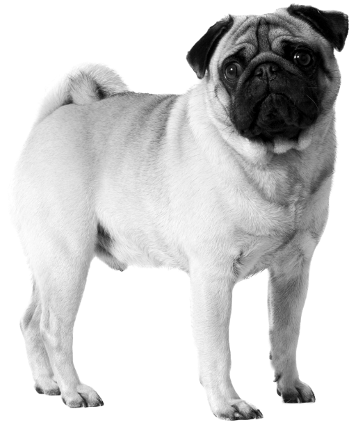 English Monsters mops